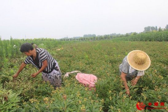 安徽：特色种植收入高