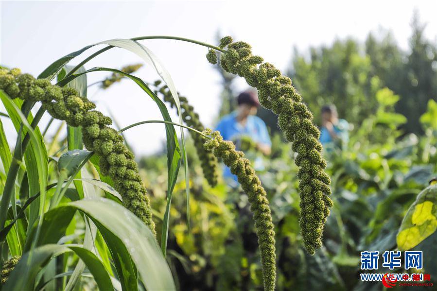 #（新华视界）（1）立秋将至农事忙