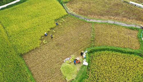 <b>广西三江：抢抓农时收早稻</b>