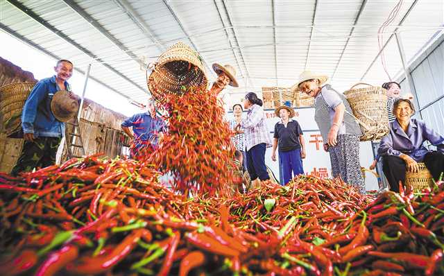 <b>产业助增收</b>