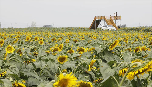 <b>河南宝丰：油葵花海迎客来</b>