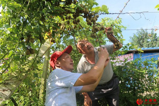 <b>安徽颍东：田头传技助增收</b>