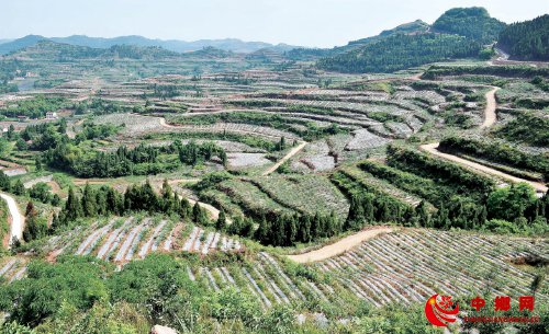 千里“嘉陵”谱新篇——四川省南充市嘉陵区特色农业发展纪实嘉轩