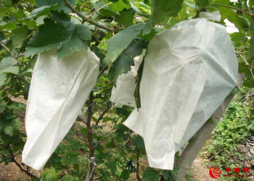 <b>即将采摘的葡萄，遇到阴雨天气怎么办？专家这么说……</b>