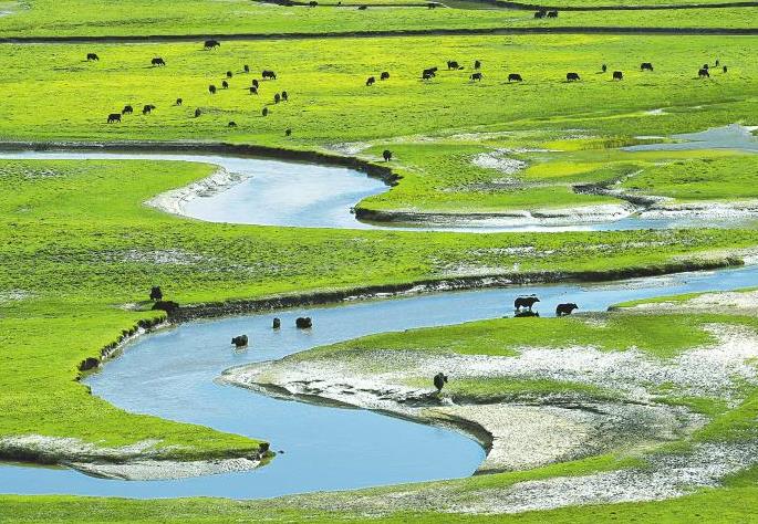 <b>曼则塘湿地美如画</b>