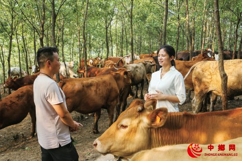 河南省:优质草畜专项推动山区肉牛规模发展 河南省:优质草畜专项推动山区肉牛规模发展