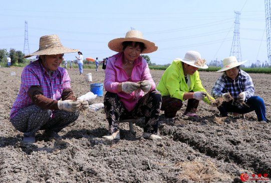 <b>安徽庐江：“韭菜之村” 恢复生产</b>