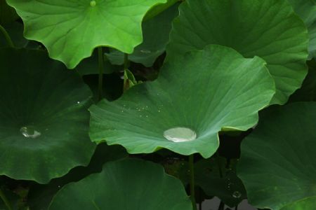 荷叶清暑化湿，还能降脂减肥！