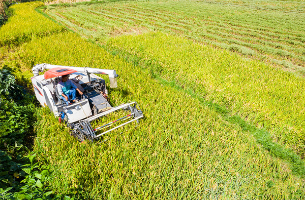 <b>水稻机收 颗粒归仓</b>