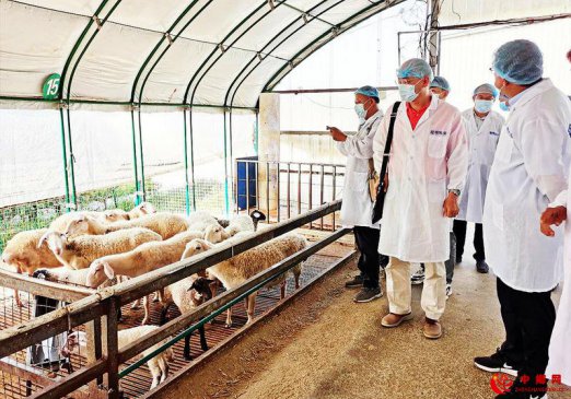创新破题 激发陕西肉羊产业活力