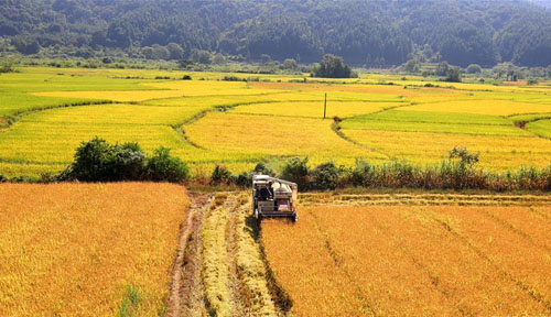 <b>白露农事忙</b>