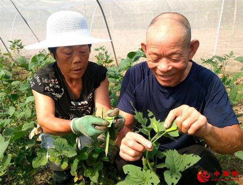 <b>山东郯城：老两口竟把害虫当成“金元宝”</b>