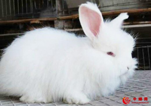 养好长毛兔老手来教你