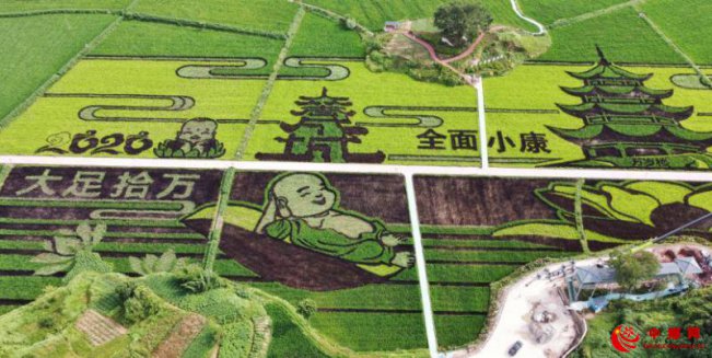 彩稻飘香 齐迎小康 重庆大足2020年丰收节即将开幕