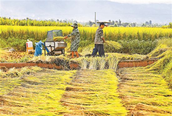 稻谷成熟 开镰收割