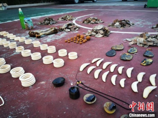 <b>广西崇左警方破获特大非法贩运濒危野生动物制品案</b>