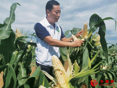 鲜食玉米何以在京郊“异军突起”