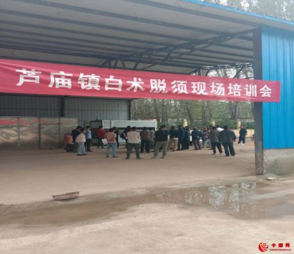 安徽亳州芦庙镇：召开白术脱须现场培训会