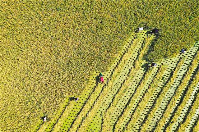 <b>黔江：贡米熟 稻飘香</b>