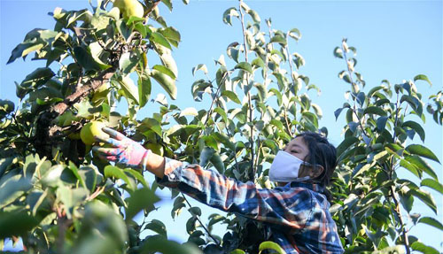 <b>吉林延边：苹果梨迎来收获季</b>