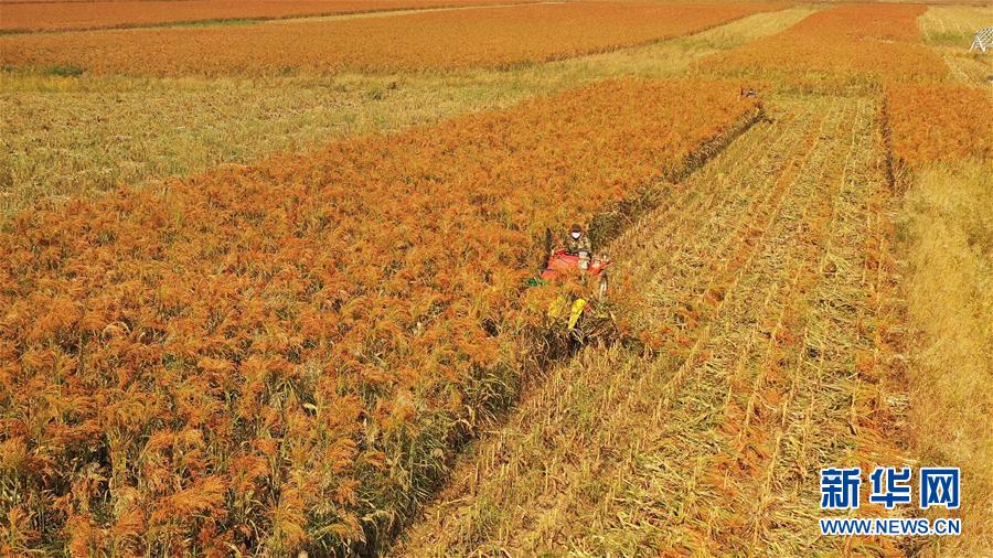 内蒙古巴林左旗：土笤帚“扫”出新生活