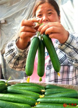 <b>山东郯城：“扶贫大棚”万斤新鲜蔬菜供“双节”市场</b>