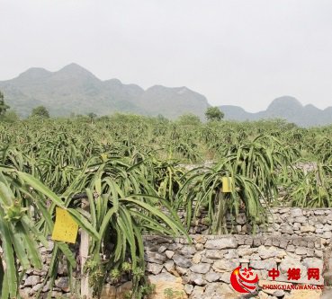 喀斯特山地上的“种植奇迹”