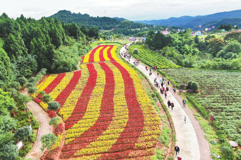 <b>四川德阳：中国香山寿香谷进入盛花期</b>