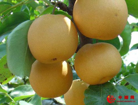 黄金梨批发价格多少钱一斤？黄金梨种植前景分析