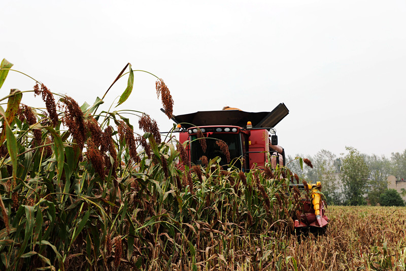 <b>高粱红 收获忙</b>