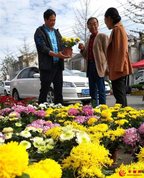 山东郯城：金秋菊花闹古镇