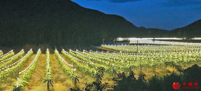 天涯区火龙果扶贫产业基地：“发光果”照亮乡村致富路