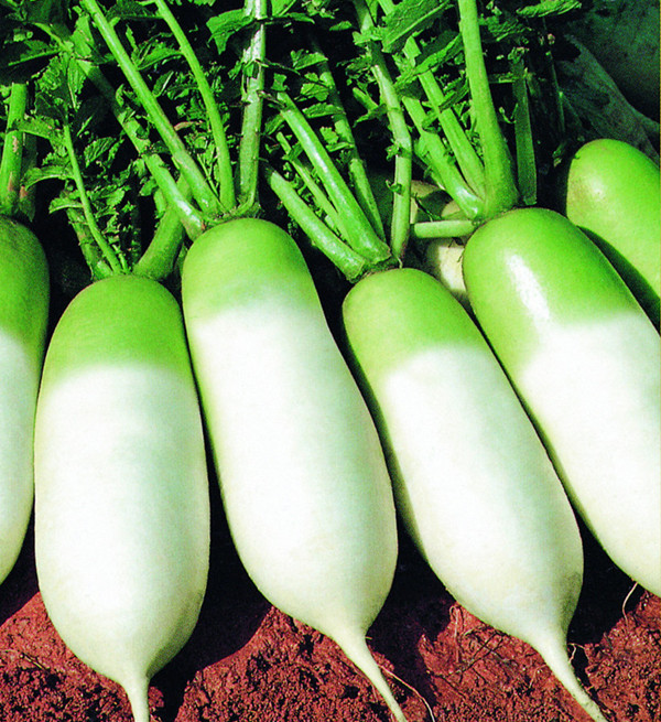 秋季萝卜咋选？咋吃？有何禁忌？