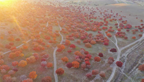 <b>金秋草原“枫”景美</b>