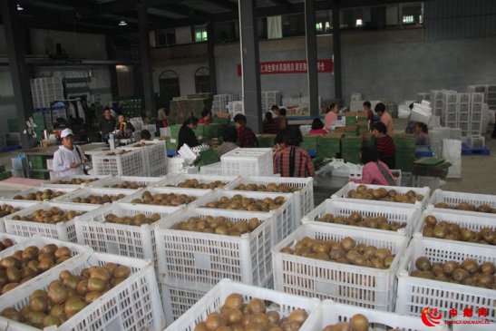 苏州：产业帮扶提升脱贫“造血”功能 小小猕猴桃照亮致富路