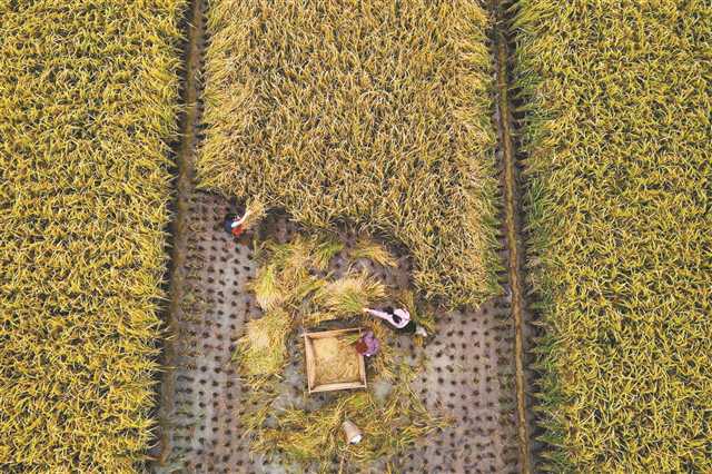 <b>雨停抢收贡米稻</b>