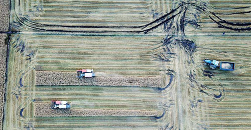 <b>“北大仓”秋收忙</b>