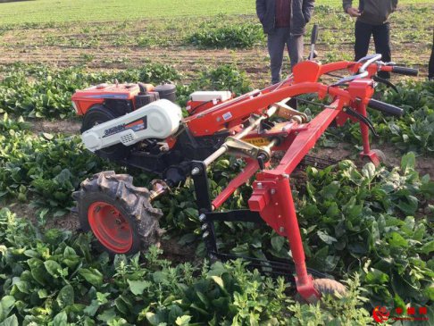 叶类蔬菜“耕种收”机械化 单环节作业率可提高两成