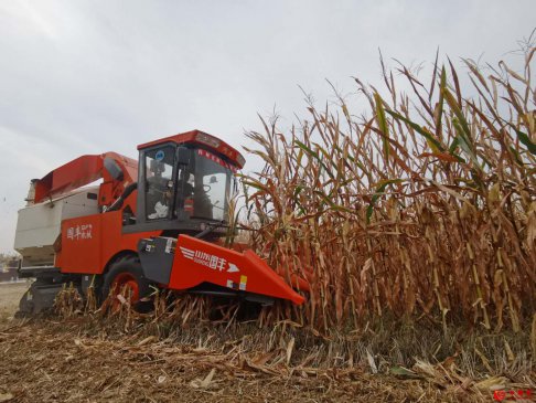 籽粒机收引领玉米产业高质量发展