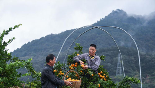 <b>浙江建德：柑橘之乡开启“丰收季”</b>