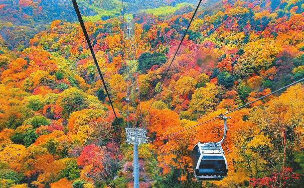 <b>金秋红叶之旅</b>