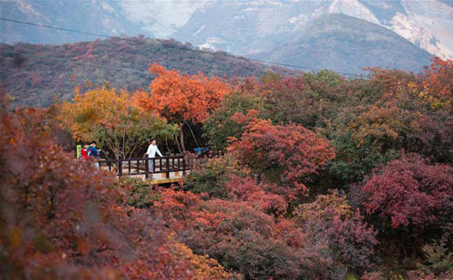 北京坡峰岭：金秋红叶引游人