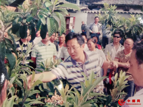 巧打种植牌，安宁河畔结出“金果果”