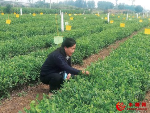 提升品质从绿色做起——全国茶叶病虫绿色防控现场会见闻