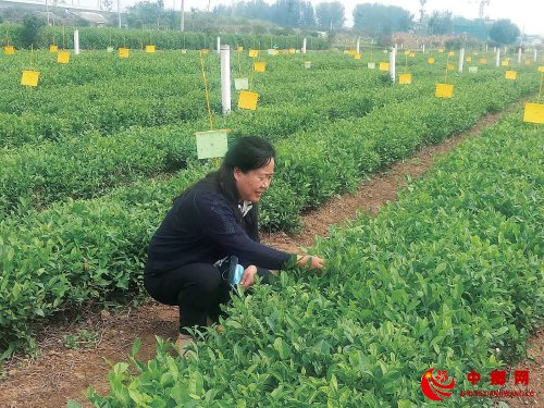 提升品质从绿色做起