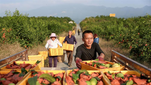 <b>四川华蓥：“扶贫柠檬”金秋飘香</b>