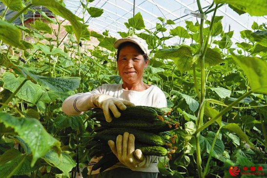 南瓜秧上黄瓜俏