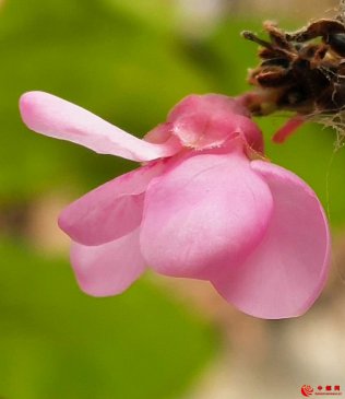 <b>山东：霜降来临 郯城紫荆花争俏</b>