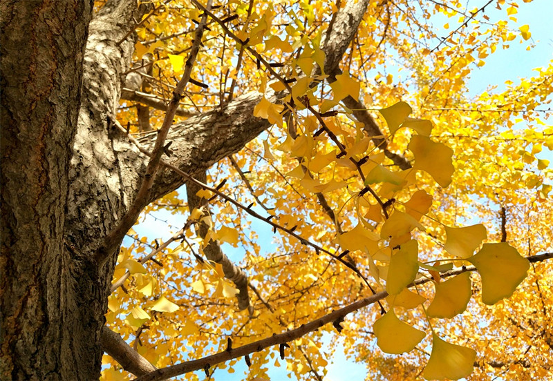 <b>郯城：银杏叶黄了 美景遍街头</b>