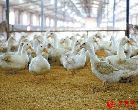 种鸭群的公母配比